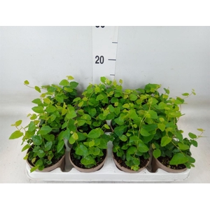 Ficus pumila 'Sunny Green'