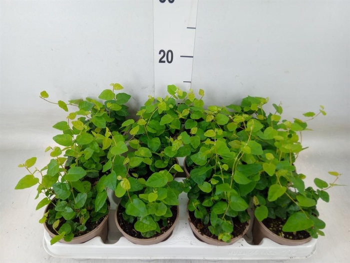 <h4>Ficus pumila 'Sunny Green'</h4>