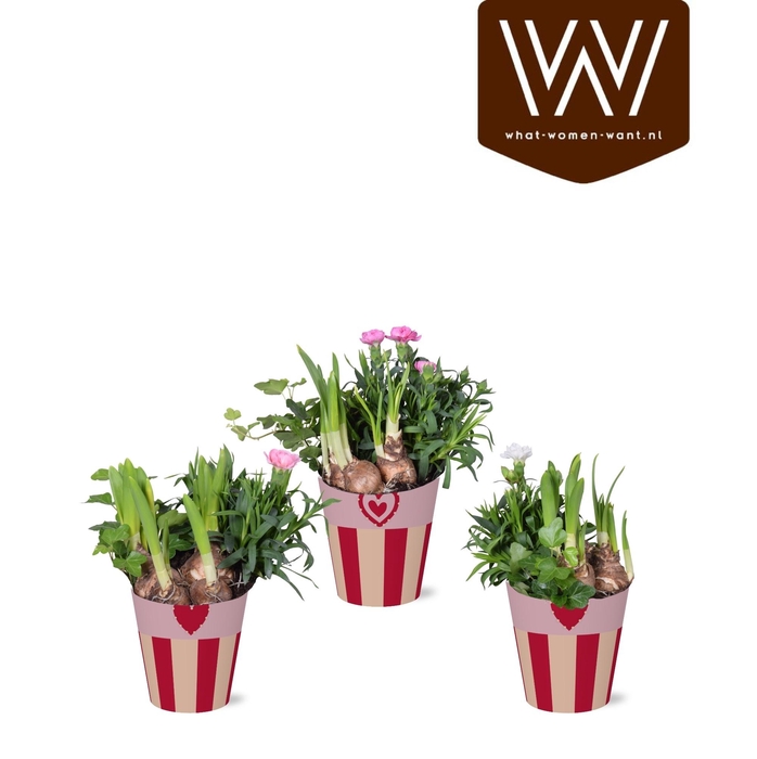 <h4>ARR PL IN SCHAAL</h4>