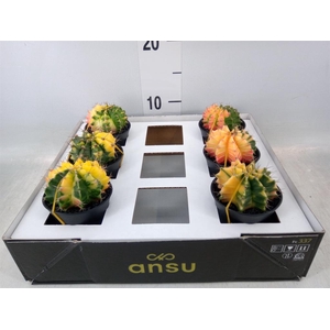 Gymnocalycium mihanov. 'Japan'  mix