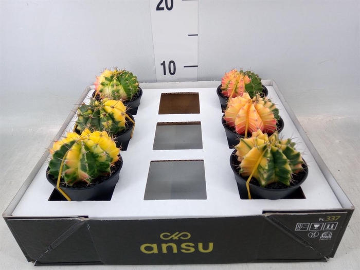 <h4>Gymnocalycium mihanov. 'Japan'  mix</h4>