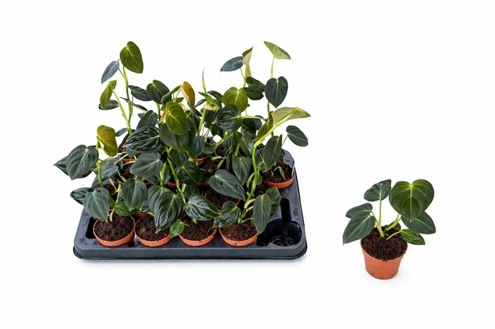 <h4>PHIL MELANOCHRYSUM</h4>