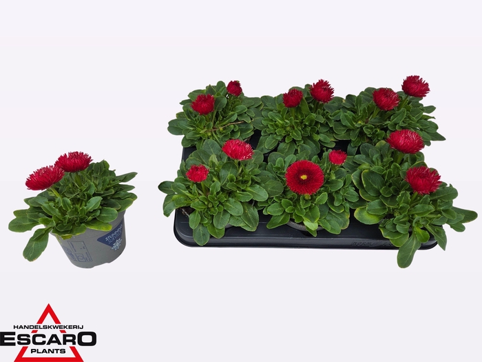 <h4>BELLIS PERENNIS</h4>