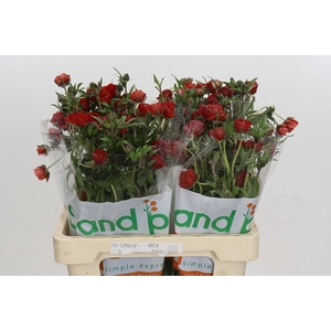 Ranunculus Magical Tangerine