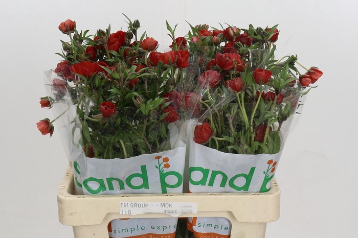 <h4>Ranunculus Magical Tangerine</h4>