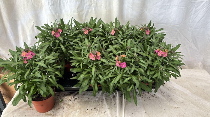 <h4>ERYS LINIFOLIUM</h4>