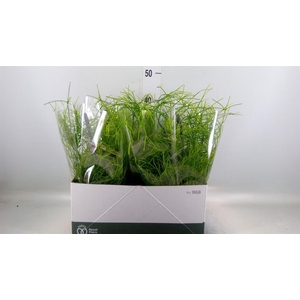 Rhipsalis   ...