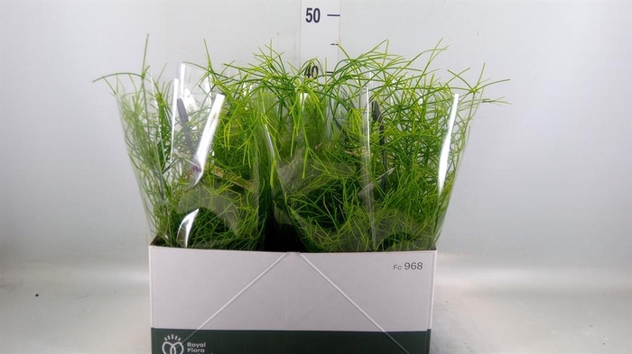 Rhipsalis   ...