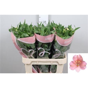 Alstroemeria  'Pink Floyd'