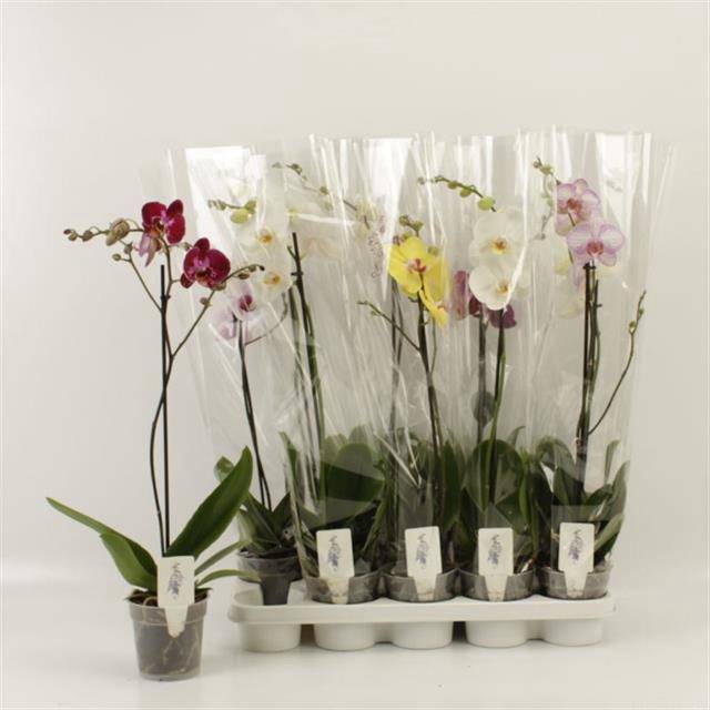 <h4>PHAL GEM</h4>