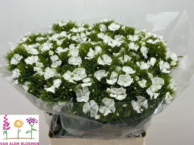 <h4>DI BARB S WILL WHITE</h4>