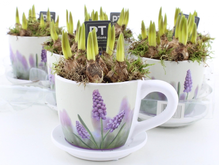 <h4>ARR MUSCARI</h4>