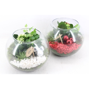 arr2 PL - Glas bol 402/2 - rood/wit