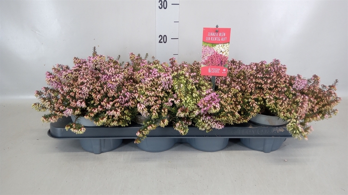 <h4>Erica carnea</h4>