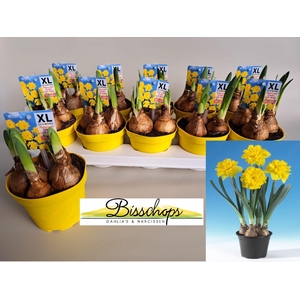 NARC D DO GOLD MEDAL