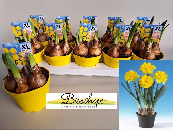 <h4>NARC D DO GOLD MEDAL</h4>