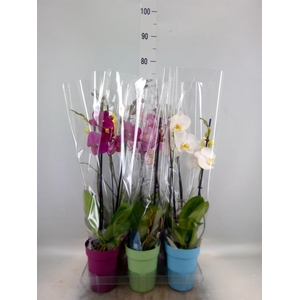 Phalaenopsis   ...mix  5