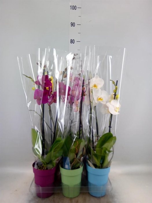 <h4>Phalaenopsis   ...mix  5</h4>