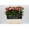 Paeonia Gardenia