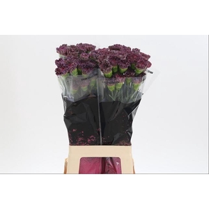 DI ST COPPER EXTASIS