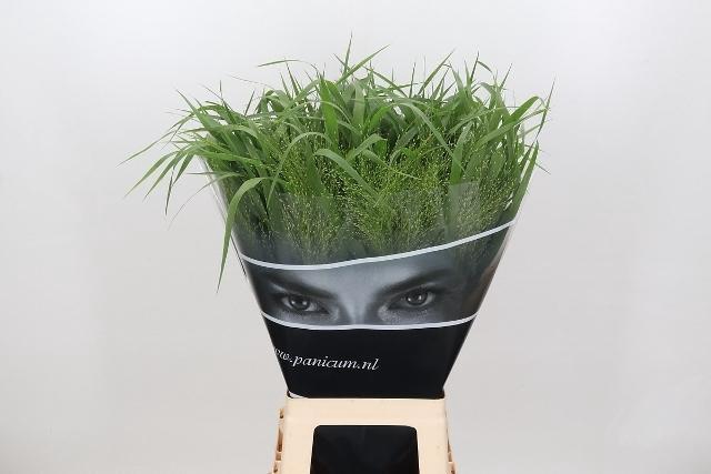 <h4>Panicum Fountain</h4>