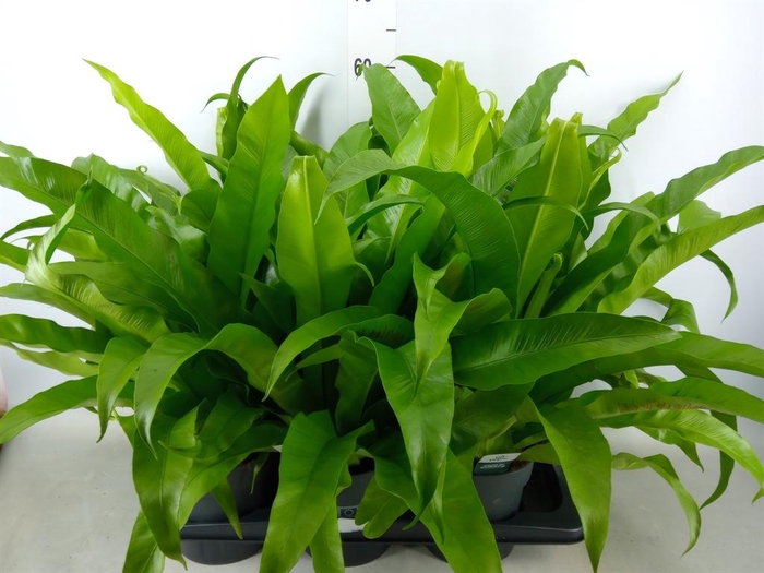 <h4>Asplenium antiquum</h4>