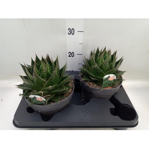 Aloe aristata 'Cosmo'