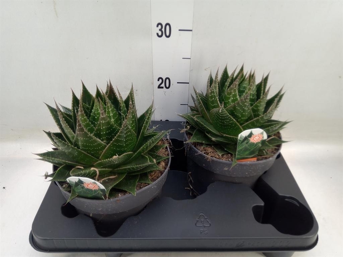 <h4>Aloe aristata 'Cosmo'</h4>