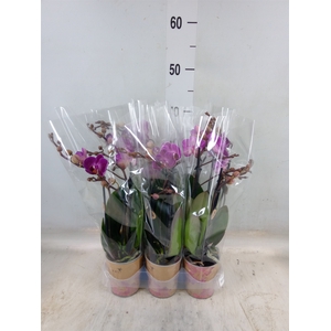 Phalaenopsis multi. 'Ant Morelia'