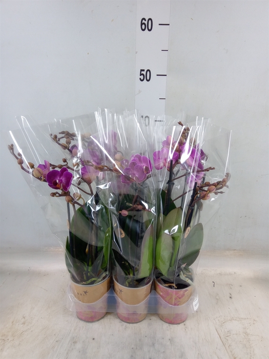 <h4>Phalaenopsis multi. 'Ant Morelia'</h4>