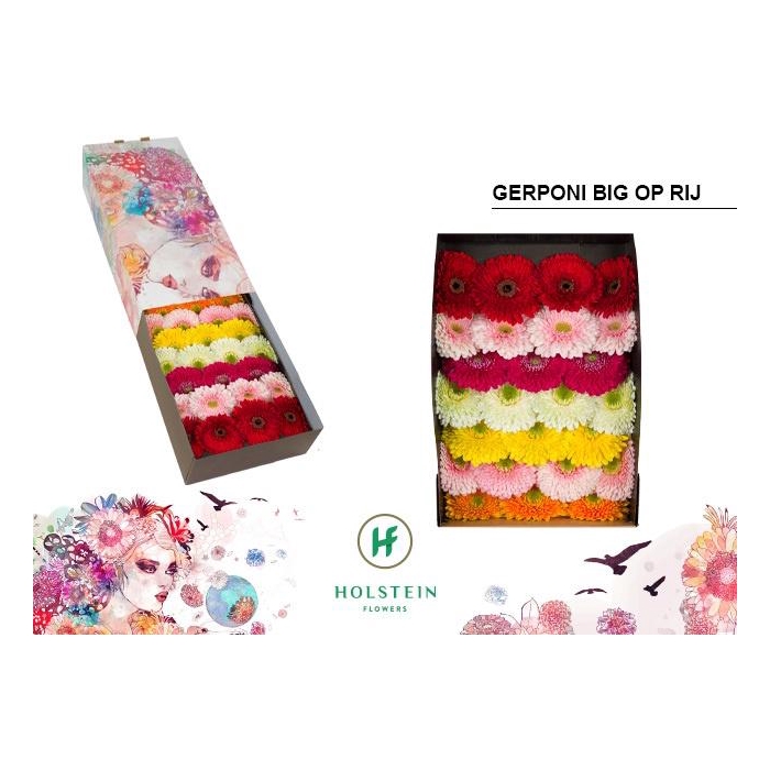 <h4>Ge Gbv Gerp B Gem Ry</h4>