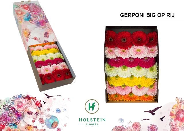 <h4>Gerbera Pomponi Mix Pomponi Doos</h4>