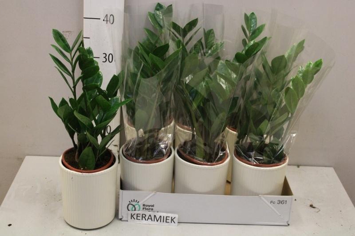 <h4>ZAMIO ZAMIIFOLIA</h4>