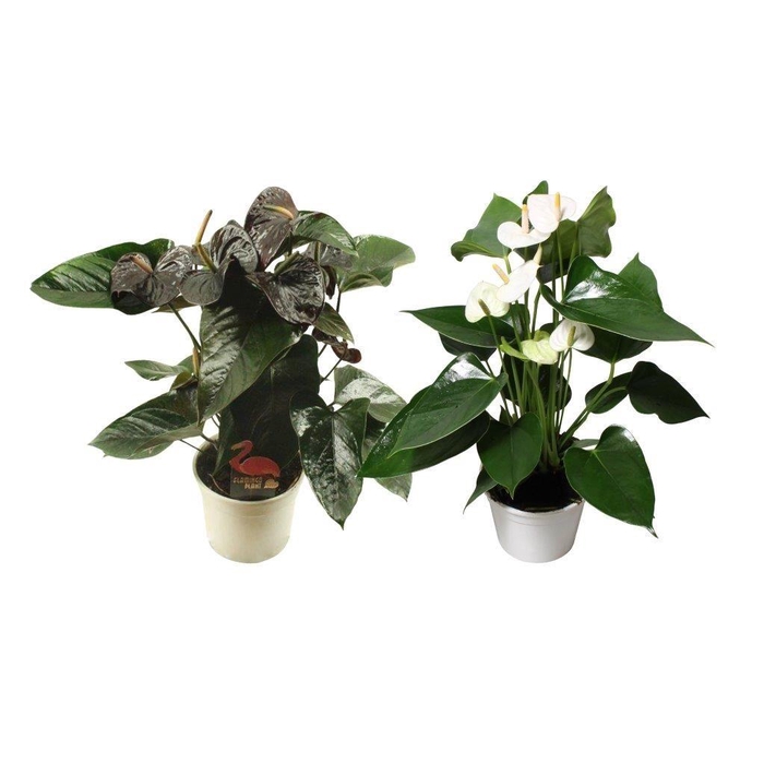 <h4>Anthurium Flamingomix 14cm zwart-wit</h4>