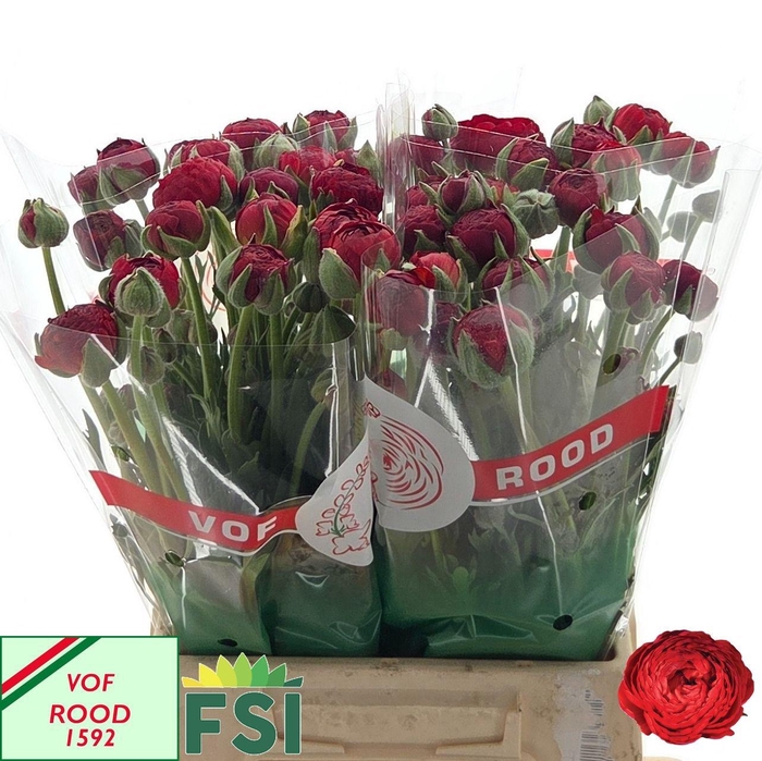 <h4>RAN AAZUR RED BARON</h4>