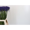 Agapanthus 'Buddy Blue'