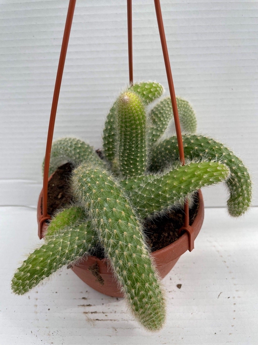 <h4>CACTUS HANGPLANT</h4>