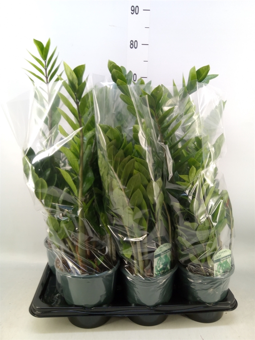 <h4>Zamioculcas zamiifolia</h4>