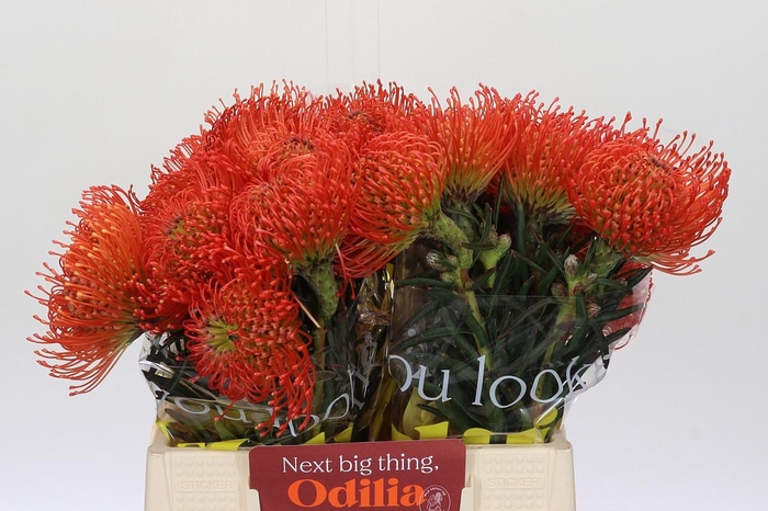 <h4>Nutans Succession</h4>