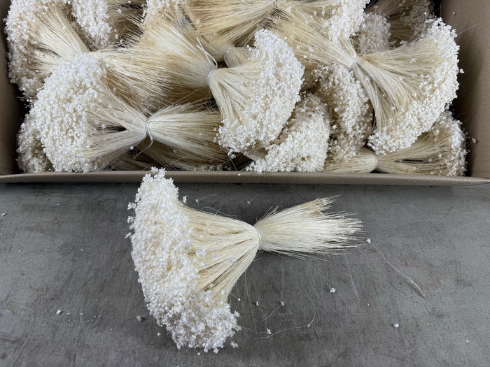 <h4>DF Glixia Bleached Bs 100g</h4>