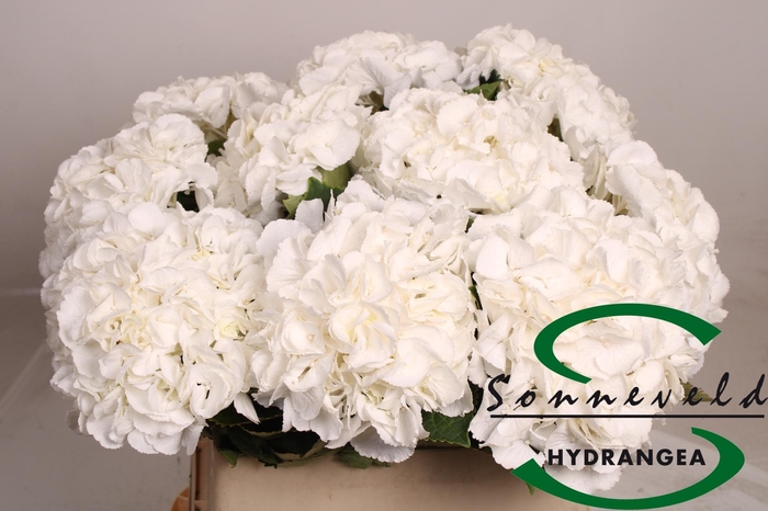 <h4>Hydr M Royal Princes</h4>