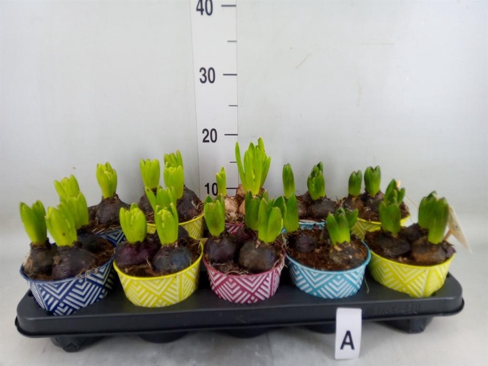 <h4>Arr. Hyacinthus L%</h4>