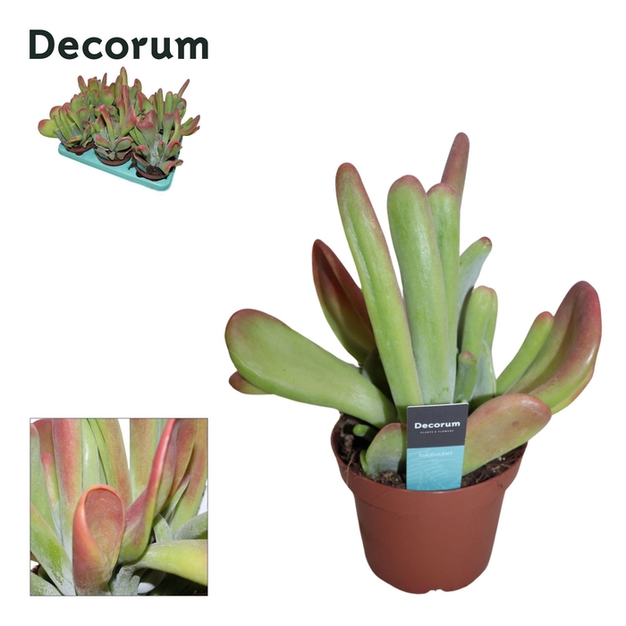 <h4>Kalanchoe Oricula (red)</h4>