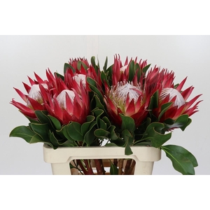 Protea Cynaroides Madiba