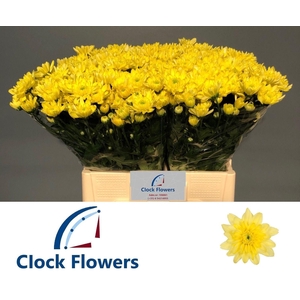 CHR T BALTICA YELLOW