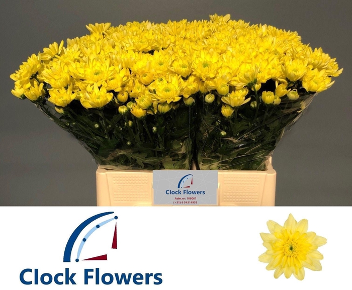 <h4>CHR T BALTICA YELLOW</h4>