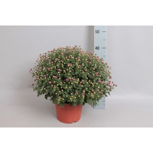 Bolchrysant jasoda Purple