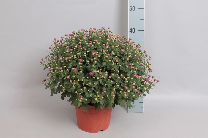 Bolchrysant jasoda Purple
