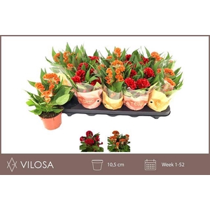 !! PROMO !! CELOSIA TWISTED MIX