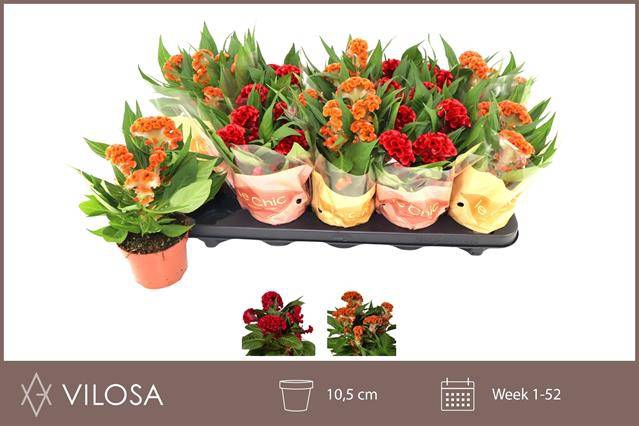 <h4>!! PROMO !! CELOSIA TWISTED MIX</h4>